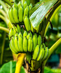 Ein Bündel unreifer, grüner Bananen an einem Bananenbaum.